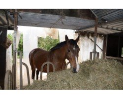 broodmare Little Lady (Holsteiner, 1993, from Landos)