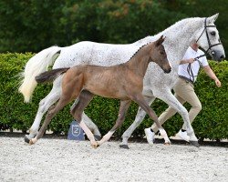 jumper Pluto de Léau Z (Zangersheide riding horse, 2024, from Plot Blue)