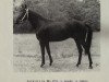 stallion Anwalt xx Mo 1274 (Thoroughbred, 1963, from Goody xx)