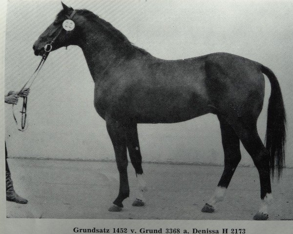 stallion Grundsatz 1452 (Mecklenburg, 1983, from Grund)