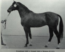 stallion Grundsatz 1452 (Mecklenburg, 1983, from Grund 3368)