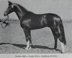 stallion Gaston 1460 (Noble Warmblood, 1984, from Gardo 2730)