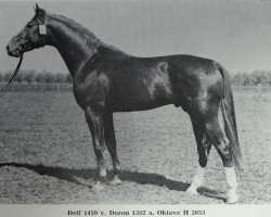 stallion Delf 1459 (Noble Warmblood, 1984, from Doron 1362)