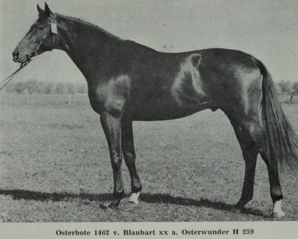 stallion Osterbote 1462 (Trakehner, 1984, from Blaubart xx)