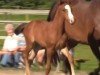 foal by Hengst von Vigado / Cascari (Holsteiner, 2024, from Vigado)