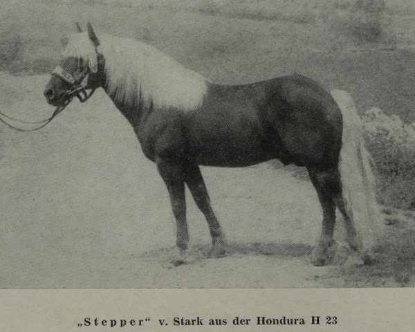 Deckhengst Stepper 38 (Haflinger, 1960, von 1917 Stark)