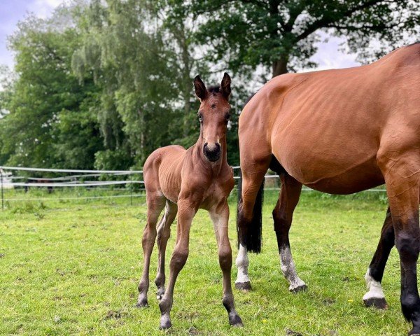 Fohlen von Cofire One (Holsteiner, 2024, von Codex One)