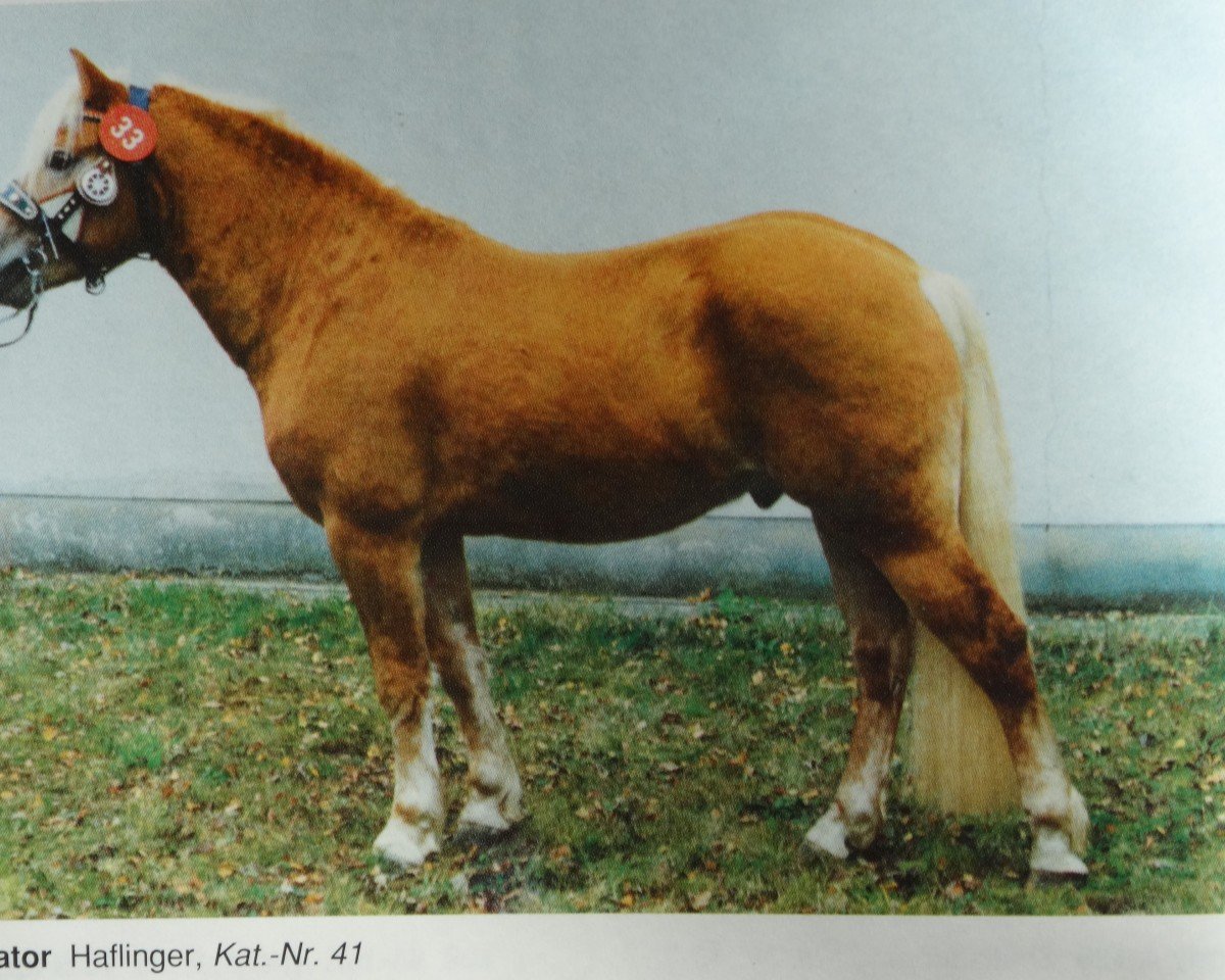 Deckhengst Stator 28 (Haflinger, 1989, von Status (12,5% ox))