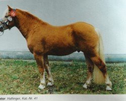 Deckhengst Stator 28 (Haflinger, 1989, von Status (12,5% ox))