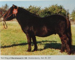 stallion Sun King of Marshwood A 190 (Shetland Pony, 1975, from Supremacy of Marshwood)