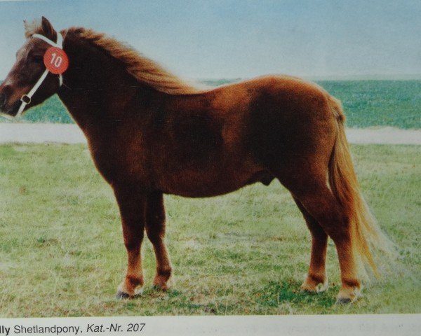 stallion Willy A 12 (Shetland Pony, 1989, from Wildfang)