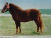 Deckhengst Willy A 12 (Shetland Pony, 1989, von Wildfang)