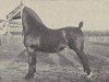 stallion Grootvorst (Oldenburg, 1928, from Gruson 2763)