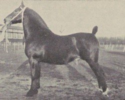 stallion Grootvorst (Oldenburg, 1928, from Gruson 2763)