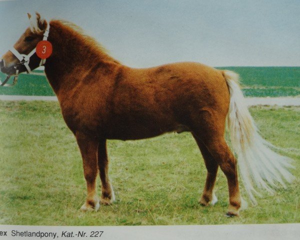 stallion Alex A 16 (Shetland Pony, 1989, from Andy A 254)