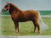 stallion Alex A 16 (Shetland Pony, 1989, from Andy A 254)