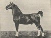 stallion Reclame (Oldenburg, 1900, from Sultan II)