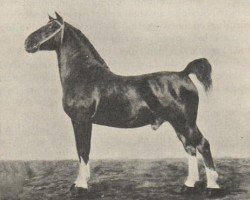 stallion Reclame (Oldenburg, 1900, from Sultan II)