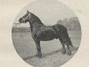 stallion Vredestichter 127 (Friese, 1918, from Paulus 121)