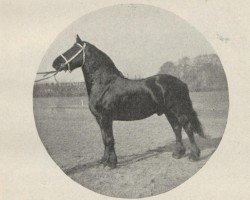 stallion Vredestichter 127 (Friese, 1918, from Paulus 121)