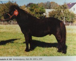 stallion Friedolin A 160 (Shetland Pony, 1972, from Frieder A 61 DDR)