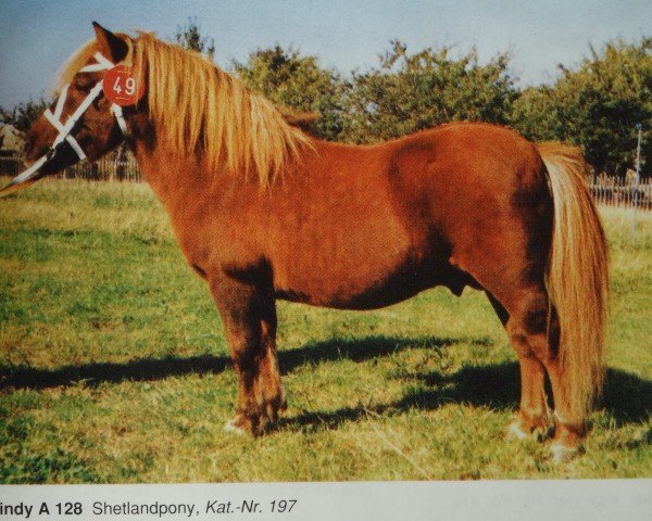 Deckhengst Windy A 219 (Shetland Pony, 1969, von Longmead Shooting Star)