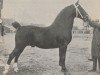 stallion Affino (Groningen, 1919, from Regulus)