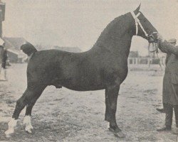 stallion Affino (Groningen, 1919, from Regulus)