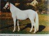 stallion Peppi B 67 (German Riding Pony, 1968, from Hansi B 45)