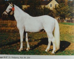 stallion Peppi B 67 (German Riding Pony, 1968, from Hansi B 45)