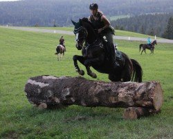 dressage horse De Luxe von der Aue (Austrian Warmblood, 2015, from Danciano)