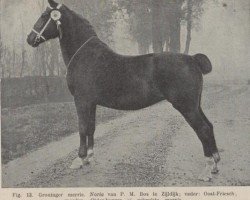 Pferd Noria (Groninger,  , von Diamant III)