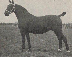 horse Moreka (Groningen, 1913, from Willem I)