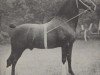 stallion Diplomatist (Hackney (horse/pony), 1898, from His Majesty)