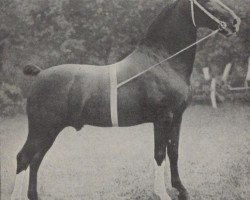 stallion Diplomatist (Hackney (horse/pony), 1898, from His Majesty)