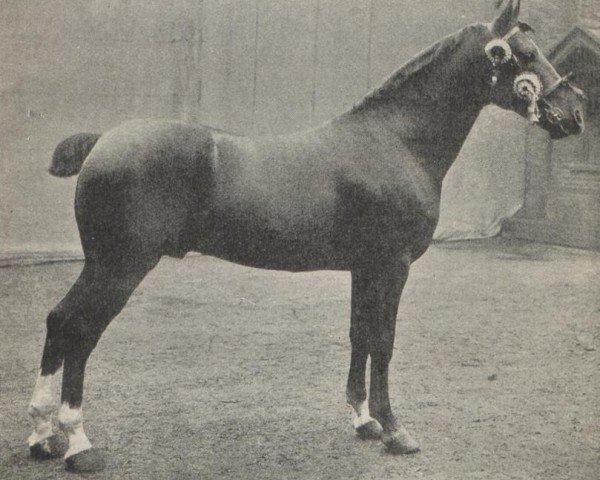 stallion Royal Danegelt (Hackney (horse/pony), 1894, from Danegelt)