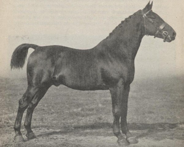 stallion Tourbillon AN (Anglo-Norman, 1897, from Message (FR))