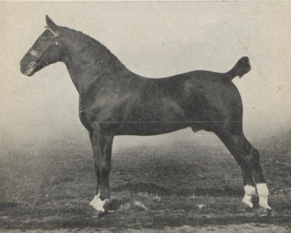 horse Akbar (Gelderland, 1908, from Diplomatist)