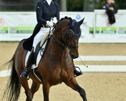 dressage horse Ron Royal 5 (Hanoverian, 2010, from Rob Roy)