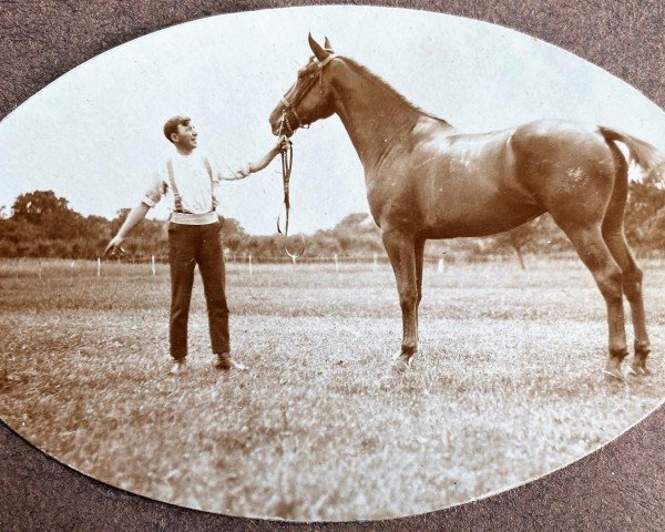 horse Widodari (Gelderland, 1906, from Tourbillon AN)