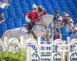 jumper Thriller P (Swedish Warmblood, 2004, from VDL Cardento 933)