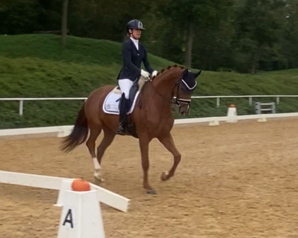 dressage horse Feeling My Way (Oldenburg, 2020, from Blue Hors Fifty Cent)