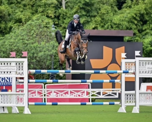 stallion Coblue PS OLD (Oldenburg show jumper, 2016, from Cornet Colbert)