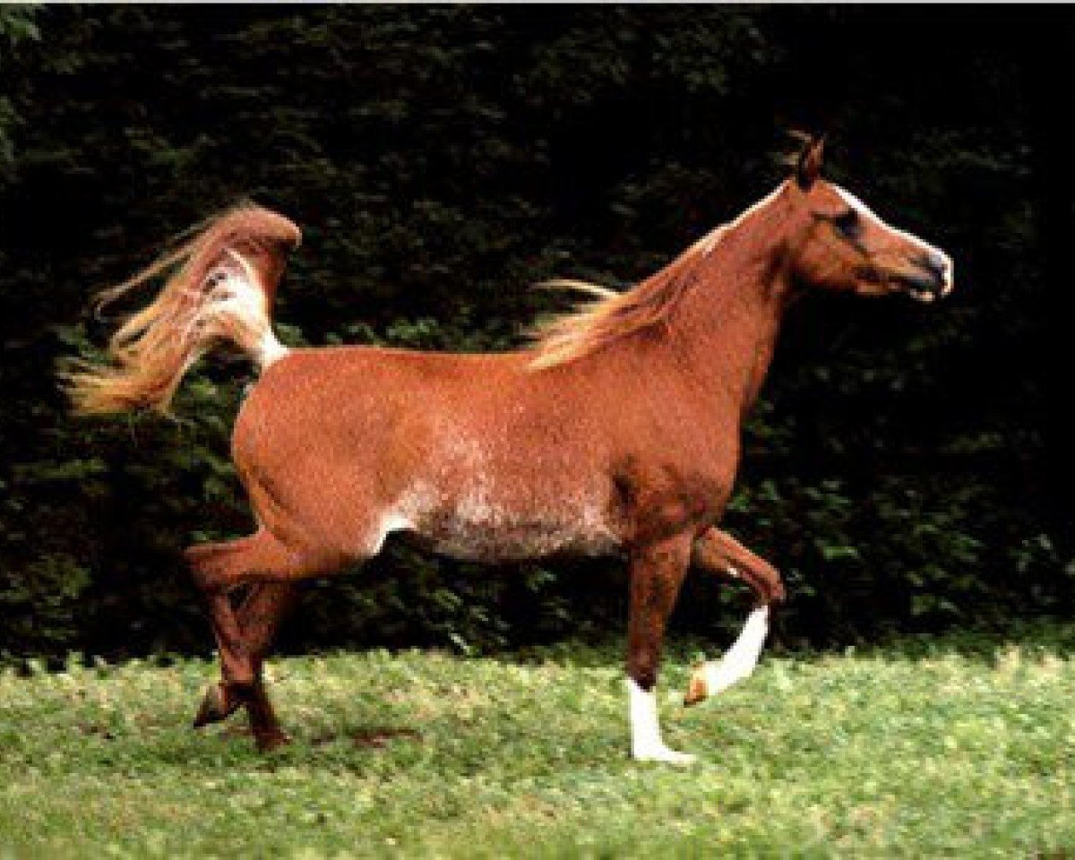 broodmare Imperial Mistry ox (Arabian purebred, 1977, from Mosry ox)
