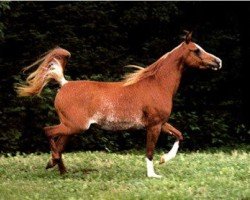 broodmare Imperial Mistry ox (Arabian thoroughbred, 1977, from Mosry ox)