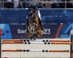 jumper Chaquitos PS (Oldenburg show jumper, 2013, from Chacco-Blue)