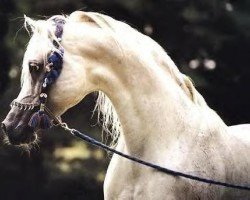 stallion Ansata Nile Nadir ox (Arabian thoroughbred, 2001, from Ansata Sinan ox)