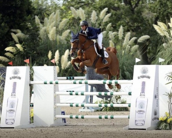 jumper Garonne (KWPN (Royal Dutch Sporthorse), 2011, from Baltic VDL)