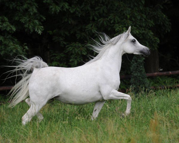 broodmare ESA Nadeerah Nile ox (Arabian thoroughbred, 2007, from Ansata Nile Nadir ox)