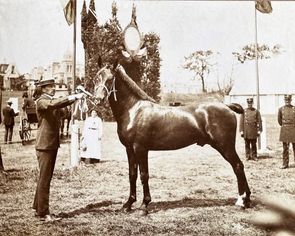 horse Antar (Gelderland, 1894, from Gladiateur)